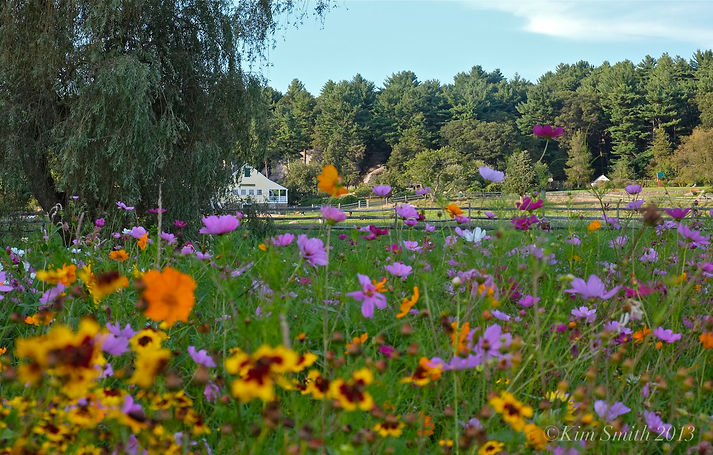 wildflowers.jpg