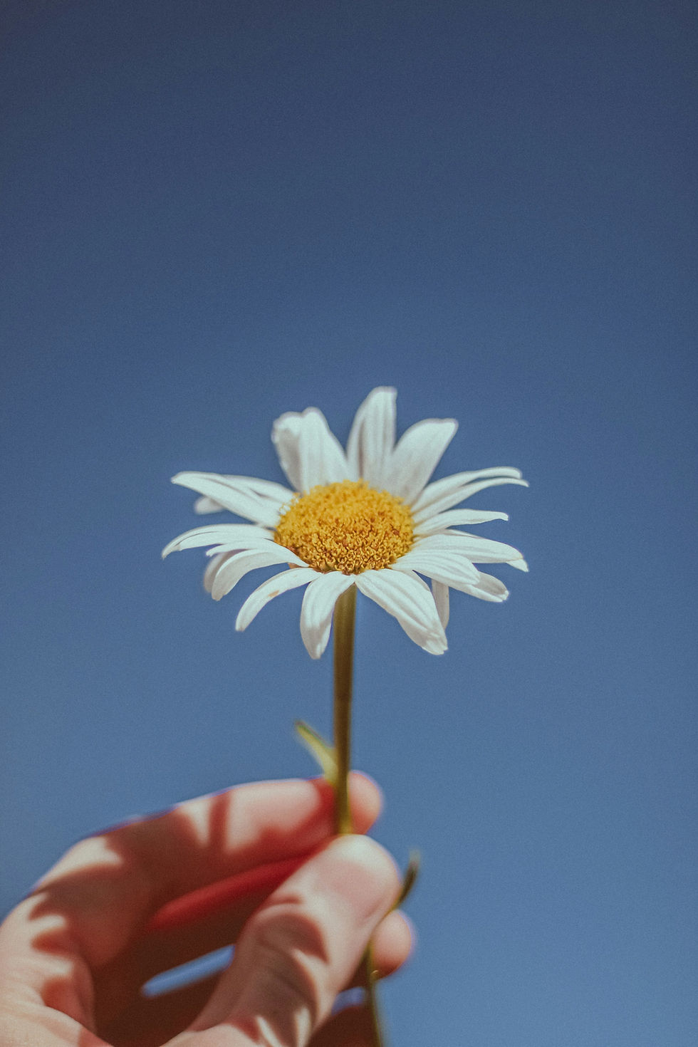 4_Zusammen_gehts_Gänseblümchen.jpg