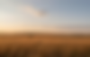 Golden field at sunset with rolling hills