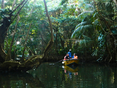 Dominica's Indian River