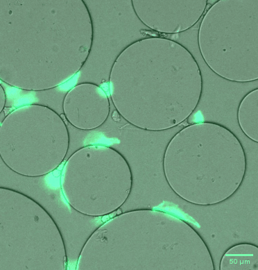 single_cell_migration