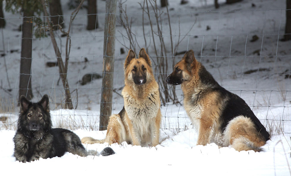 Cedar, Orla and Maeve