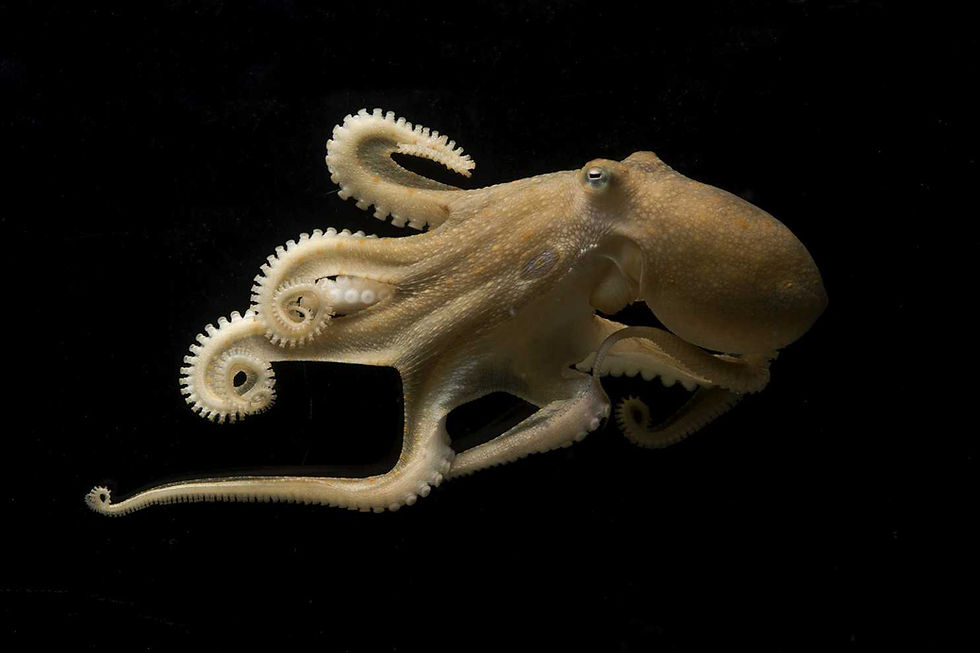 Two-spot octopus (Octopus bimaculoides)