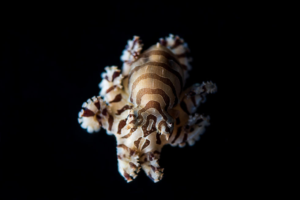 Pygmy zebra octopus (Octopus chierchiae)