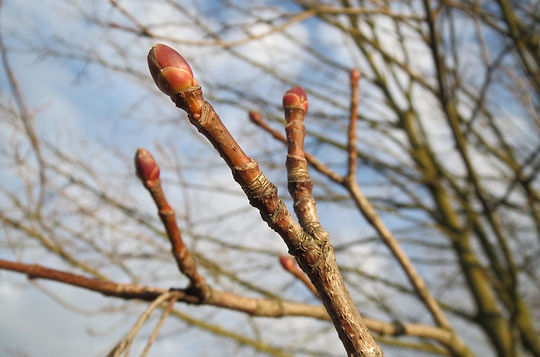 acer_platanoides_norway_maple_buds_tree_twig_flora_botany_plant-868721.jpg