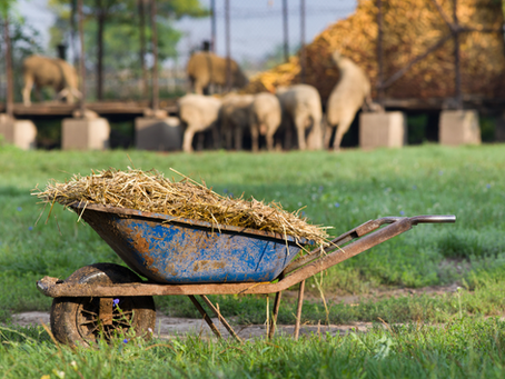 Manure Matchmaker: Which Type Fits Your Plants?