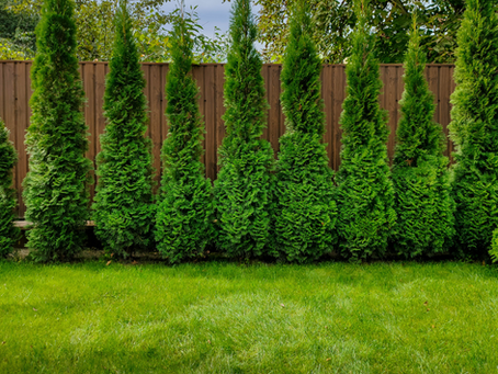 How to Add a New Tree Along Your Fence Line: A Complete Guide