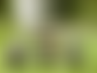 Summer Lawn Care Guide for Victoria, BC