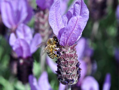 Plant of the Month: Spanish Lavender vs. French Lavender