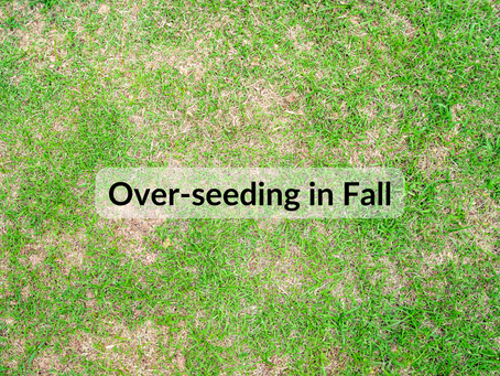 The Benefits of Over-seeding in Fall on Vancouver Island
