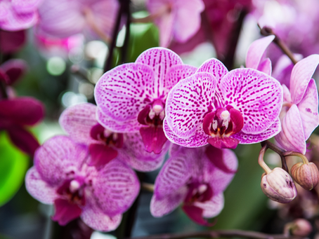 Which Plants Need to Be Moved Indoors for Winter on Vancouver Island?