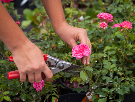 June Garden Tips: Keep Your Yard Thriving!Â