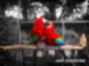 Love Birds (Digital Download)