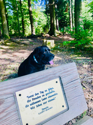 Dennis' Bench of Wisdom