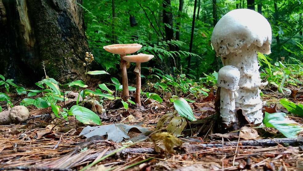 Mushrooms.jpg