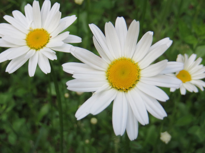 daisy mandalas II June 2014.JPG