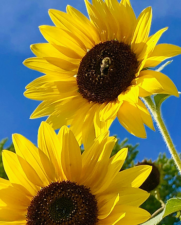 Sunflowers_edited.jpg