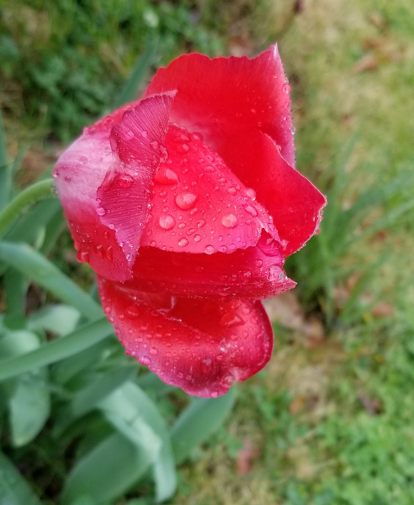Amy Hall Morning Dew photograph.jpeg