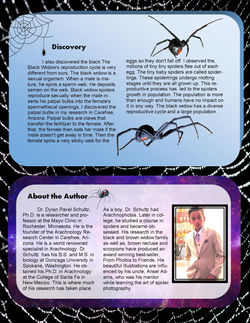 Dylan S.  Black Widow Spider 2
