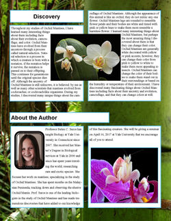 Belen Orchid Mantis 2