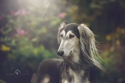 Fotografia psów saluki