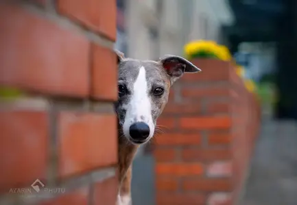Fotografia psów whippet