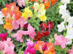 November garden tips