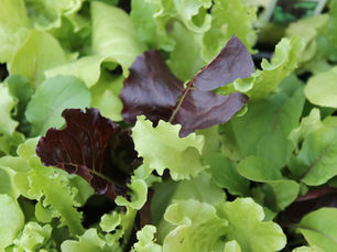 Get ready for cool-season veggies