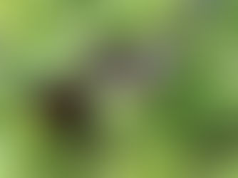 Get ready for cool-season veggies