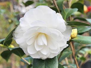 Camellias beautify dreary winter days