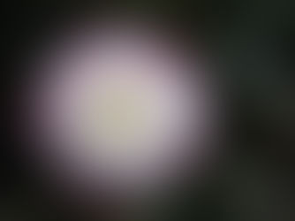 December garden tips