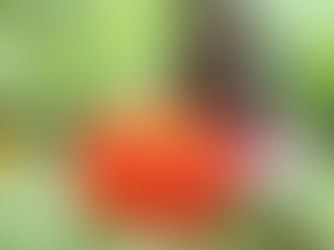 Lure butterflies with these tips