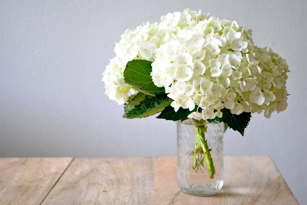 hortensia bca.jpeg