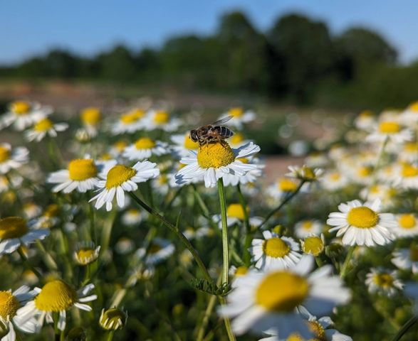 Thumbnail: Chamomile Tincture