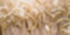 button_ushers_800x400px.jpg