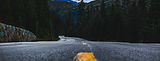 tcf_header22.jpg