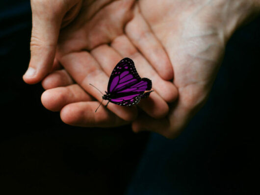 butterfly_purple-1024x680-1-599x398x34x0x530x398x1652745350.jpg