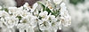 whiteflowers_life.jpg