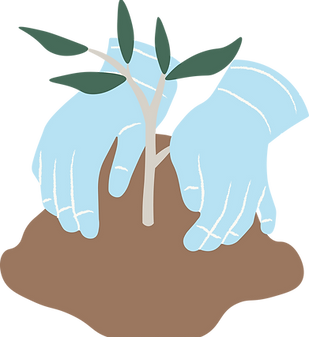 a pair of blue-gloved hands planting a starter plant in the soil