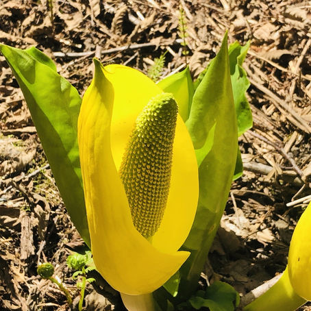 Spring has arrived on the North Island!