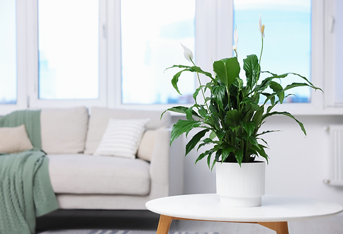 Psychologist and Clinicians Consulting Rooms Sunshine Coast