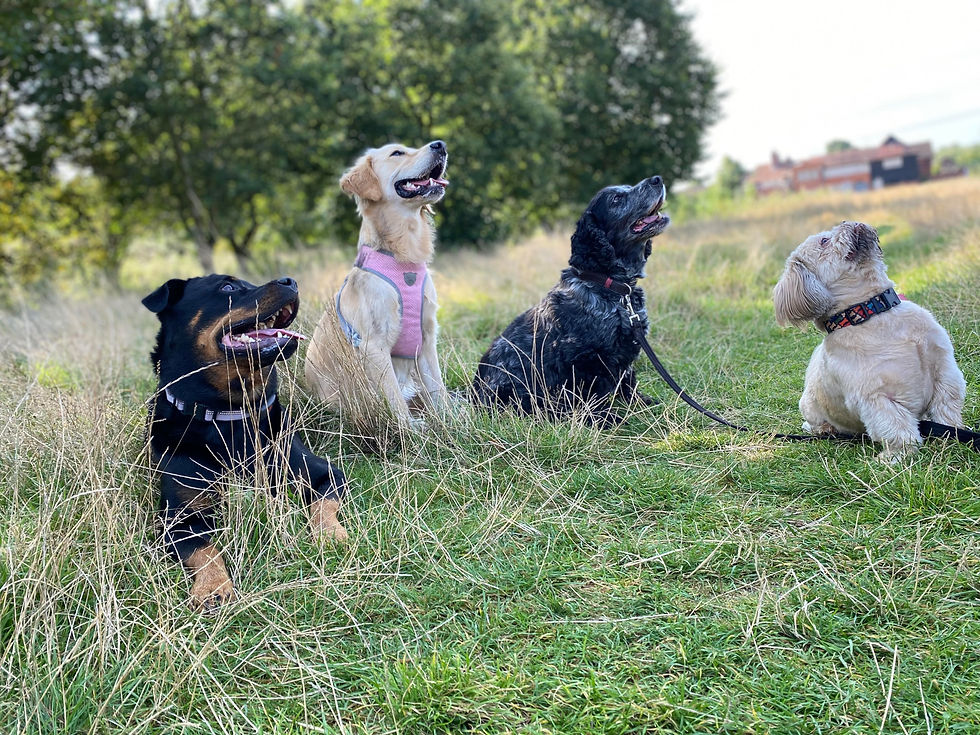 4 dogs.jpg