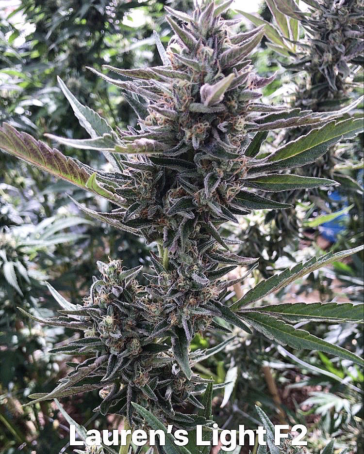 Thumbnail: "Lauren's Light F2"