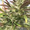 Thumbnail: MacLovin Breeder Packs