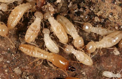 background termite.jpg