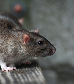 Pest Control