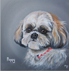 Dog, Pet portrait