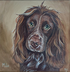 Dog, Pet portrait