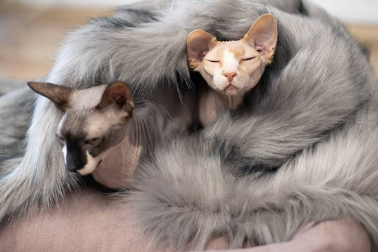 Thumbnail: Föra Blanket