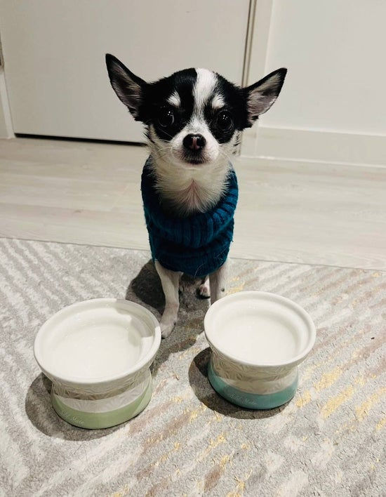 Thumbnail: Petio Raised Ceramic Pet Bowl with Pattern
